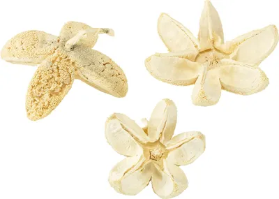 Produktbild von Deko Blüte gebleicht 12 St - Natur Deko Trockenblumen Set, 12 Stück