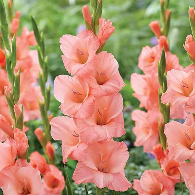 Produktbild von Gladiole Blumenzwiebeln Schwertblume Sommerblühende Siegwurze Fortarosa 5 St.