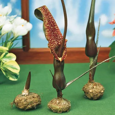 Immagine prodotto di Sauromatum Venosum Pałczycha Płaszczka Kroplista 1 bulbo da fiore