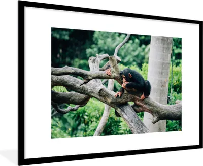 Produktbild von MuchoWow® MuchoWow® Gerahmtes Poster Junger Schimpanse im Dschungel 90x60 cm - Poster mit zchwarzem Bilderrahmen - Wanddekoration - Fotos