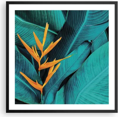 Produktbild von Gerahmtes Poster - Schwarzer Rahmen - Blumen Tropen Blätter - 60x60 cm - Wand Bild - Wanddeko - Wandbilder - Kunstposter - Wandposter - Bilderrahmen - Bilder - Kunstdruck - P2BAC60x60-5116