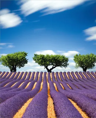 Produktbild von Wallario Magnet für Kühlschrank / Geschirrspüler, magnetisch haftende Folie - 60 x 80 cm, Motiv: Abstraktes lila Blumenfeld mit Lavendel