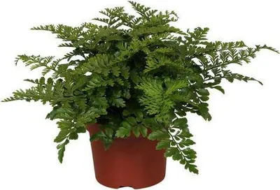 Obrázek produktu pro Kapradina Asplenium Parvati, pokojová rostlina, Ø12cm, výška 25cm, dekorativní