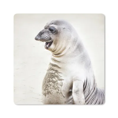 Produktbild von MuchoWow® Mauspad Mousepad Elefantenrobbe - Lustig - Lachen - Kinder - Jungen - Mädchen - Kinder 30x30 cm - Mousepads - Maus Mat - Pad - Mausunterlage - Gaming