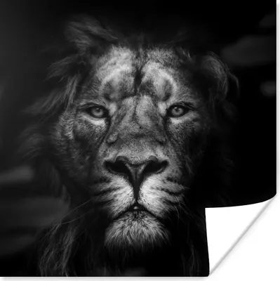 Produktbild von MuchoWow® Poster Tiere - Löwe - Raubtier - Schwarz - Weiß 100x100 cm - Babyzimmer