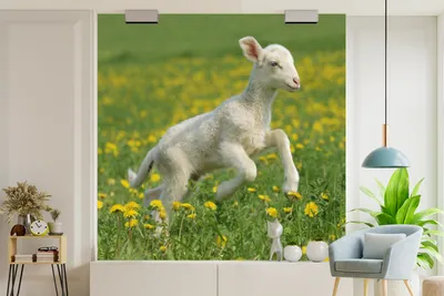 Produktbild von Fotobehang Schaap-Blumen-Geel 260 cm x 260 cm