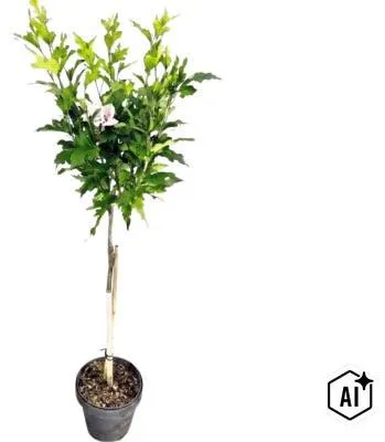 Obrázek produktu pro Ibišek syrský na kmínku FloraSelf Hibiscus syriacus 'Starburst Chiffon' výška kmene 50 cm květináč 3 l