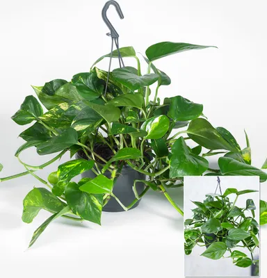 Produktbild von BALDUR Garten 1x Hängepflanze Efeutute, Pflanze im 15 cm-Hängetopf, Zimmerpflanze, pflegeleicht, Grünpflanze, mehrjährig - frostfrei halten, Epipremnum pinnatum aureum