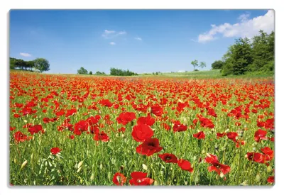 Produktbild von Wallario Frühstücksbrettchen aus Glas 20 x 30 cm mit rutschfesten Füßen, Motiv Mohnblumenfeld- rote Blumen unter blauem Himmel