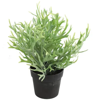 Immagine prodotto di Pianta artificiale Countryfield Platycerium decorazione verde 20x24cm