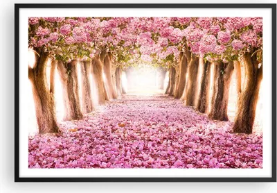 Produktbild von Gerahmtes Poster - Schwarzer Rahmen - Baum Blumen Kirsche Natur - 91,5x61 cm - Wand Bild - Wanddeko - Wandbilder - Wandposter - Bilderrahmen - Bilder - Kunstdruck - Wandbild - P2BAA91x61-2794