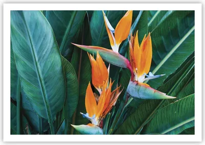 Produktbild von Poster - Poster ohne Rahmen - Himmlisch Vogel Blume - 100x70 cm - Wand Bild - Wanddeko - Wandbilder - Kunstposter - Wandposter - Bilder - Kunstdruck - Wanddekoration - Wandbild - P2XAA100x70-4980