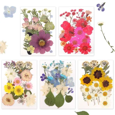 Produktbild von Gepresste Blumen 100 Stück Natürliche Trockenblumen für Bastelarbeiten 5 Farbthemen