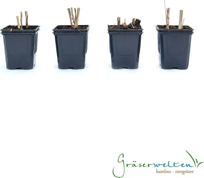 Produktbild von 4 x Riesen Chinaschilf, ideal als Hecke und Sichtschutz, Miscanthus giganteus