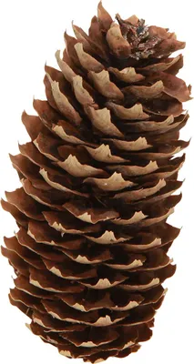 Produktbild von Fichtenzapfen künstlich Deko für Herbst und Advent zum Basteln, 5 Stück