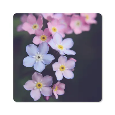 Produktbild von MuchoWow® Mauspad Mousepad Rosa Vergissmeinnicht 20x20 cm - Mousepads - Maus Mat - Pad - Mausunterlage - Desk Mat - Bureauartikeln