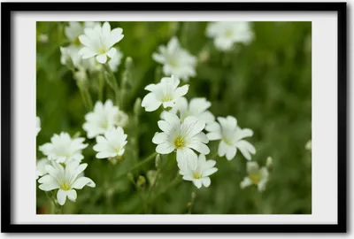 Produktbild von Bild 60x40 MDF-Rahmen, Wandkunst Frühlingsblumen