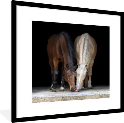 Produktbild von MuchoWow® MuchoWow® Gerahmtes Poster Pferde - Tiere - Apfel 40x40 cm - Poster mit zchwarzem Bilderrahmen - Poster - Plakat im Rahmen