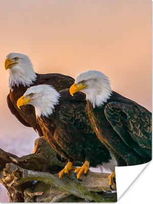 Produktbild von MuchoWow® Poster Vögel - Natur - Raubvögel - Adler 120x160 cm - Wandbilder