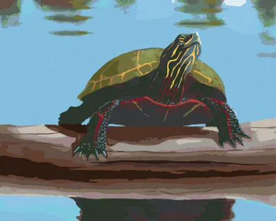 Produktbild von Zuty - Malen nach Zahlen - SCHILDKRÖTE AM STRAND (ROBERT JOHNSON), 40x50 cm, mit Keilrahmen (bereits gespannt)