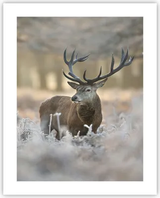 Produktbild von Poster - Poster ohne Rahmen - Hirsch Wald Natur - 40x50 cm - Wand Bild - Wanddeko - Wandbilder - Kunstposter - Wandposter - Bilder - Kunstdruck - Wanddekoration - Wandbild - P2XPA40x50-3744