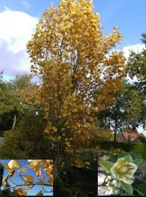Produktbild von Säulen-Tulpenbaum - Liriodendron tulipifera fastigiata (80-100)