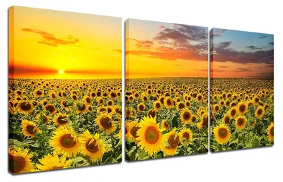Produktbild von Solidchoice – Set mit 3 Leinwandbildern mit Sonnenblumenmotiven