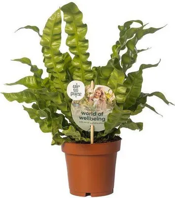 Image de Fougère nid d'oiseau Asplenium nidus « Crispy Wave » Ø12cm, hauteur 25cm