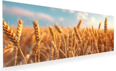 Produktbild von Küchenrückwand Spritzschutz Glas mit Motiv Weizenfeld Sonnenuntergang 40 x 40 cm