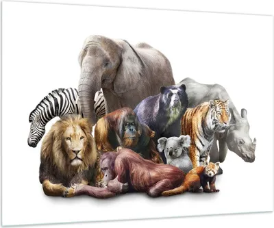 Produktbild von Bilder auf glas - Tiere Koala Löwe Affe - 100x70cm - Glasbilder - Wandbilder - Kunstdruck - zum Aufhängen bereit - Wanddekoration aus Glas - Glas Bilder - Wandbild auf Glas - GAA100x70-3166