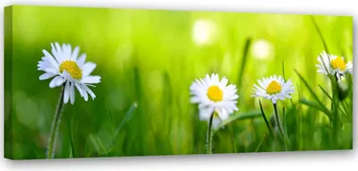 Produktbild von Leinwandbild gänseblümchen im gras 120x40 cm Feeby grün wandbild bereit zum aufhängen