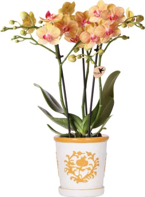 Produktbild von Kolibri Orchids | orange Orchidee Jamaica + Malaga Deko-Topf orange - Topfgröße Ø9cm | blühende Zimmerpflanze - frisch vom Züchter