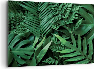 Produktbild von Bild auf Leinwand - Leinwandbild - Einteilig - Exotisch Blätter Monstera - 100x70cm - Wand Bild - Wanddeko - Wandbilder - Leinwanddruck - Bilder - Wanddekoration - Leinwand bilder - AA100x70-4746