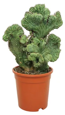 Zdjęcie produktu dla Kaktus skalny – Cereus monstruosus „Coral” – odmiana grzebieniowa – roślina doniczkowa – 17 cm