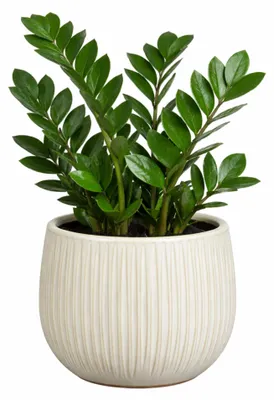 Produktbild von Mica Decorations Pflanzentopf - Keramik - weis glanzend / gerippt - D16 x H14 cm - Blumentopf Pablo
