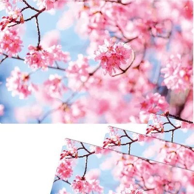 Produktbild von Abwaschbare Tischsets 4er Set Frühling Kirsch-Blüten