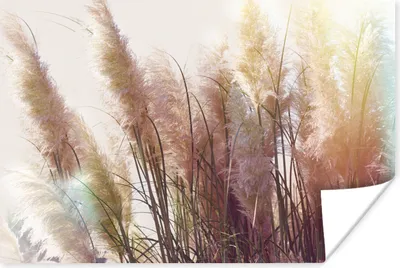 Produktbild von MuchoWow® Poster Stilleben - Farben - Schilf 120x80 cm - Bilder