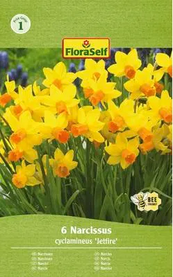 Obrázek produktu pro Narcisy FloraSelf 'Jetfire' 10/11 6 ks