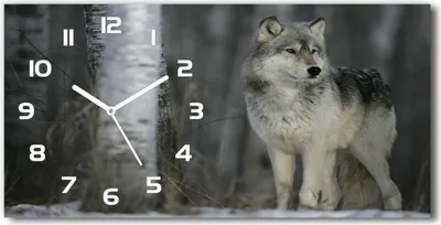 Produktbild von Wanduhr aus Glas – 60x30 cm - Glasbild - Glasuhr - Gehärtetes Glas - weisse-zeiger - grauer Wolf