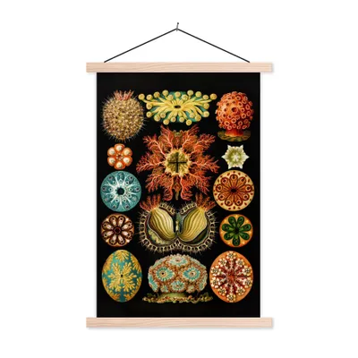 Produktbild von MuchoWow® Textilposter Vintage - Ernst Haeckel - Meerestier - Natur - Meer - Kunst 120x180 cm mit holzfarbenen Rahmen - Textil-Plakat
