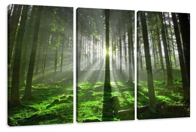 Obrázok produktu pre Obraz na plátne Lesné svetlo 160x90 cm zarámovaný