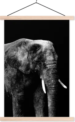 Produktbild von MuchoWow® Textilposter Elefant vor schwarzem Hintergrund - schwarz und weiß 120x180 cm mit holzfarbenen Rahmen - Textil-Plakat