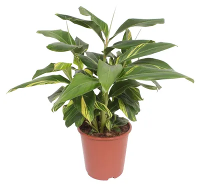 Image de Alpinia Zerumbet Variegata - 70-80cm - Ø27cm - Plante d'intérieur - Vert persistant