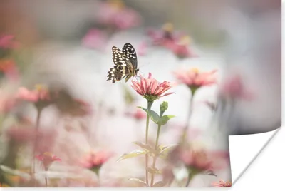 Produktbild von MuchoWow® Poster Schmetterling - Blumen - Tiere 60x40 cm - Schlafzimmerdekoration