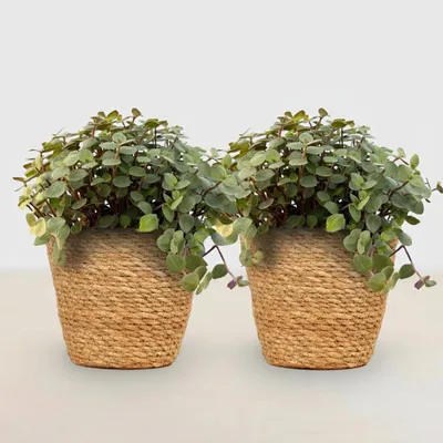 Obrázok produktu pre Calissia repens - izbová rastlina, sada 2 ks s košíkom, priemer 12cm, výška 17