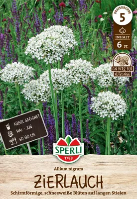 Produktbild von SPERLI Zierlauch Allium nigrum 6 Zwiebeln