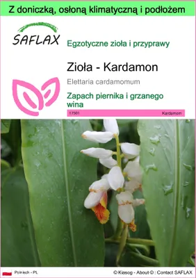 Zdjęcie produktu dla SAFLAX - Garden to go - Zioła - Kardamon - 20 Nasiona - Z doniczką, pokrywą klimatyczną i podłożem do uprawy - Elettaria cardamomum