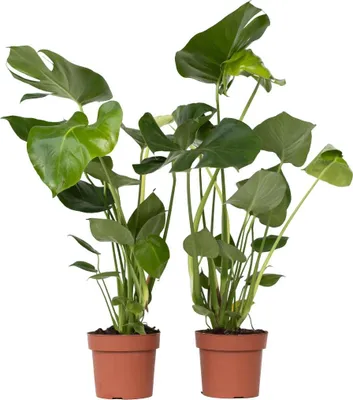 Zdjęcie produktu dla Monstera dziurawa - 2 szt - Monstera deliciosa - Wysokość 50-60cm - ⌀17cm