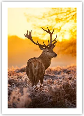 Produktbild von Poster - Poster ohne Rahmen - Herbst landschaft natur blatt - 50x70 cm - Wand Bild - Wanddeko - Wandbilder - Kunstposter - Wandposter - Bilder - Kunstdruck - Wandbild - P2XPA50x70-2552