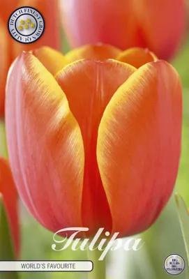 Artikelbild 2 von 'Tulpe World's Favourite (7 Stück)' aus der Kategorie Tulpenzwiebeln